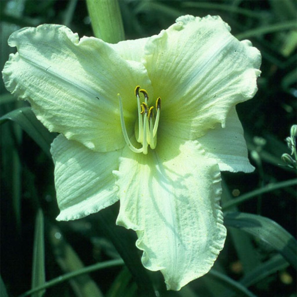 Hemerocallis Iron Gate Glacier - Daglelie