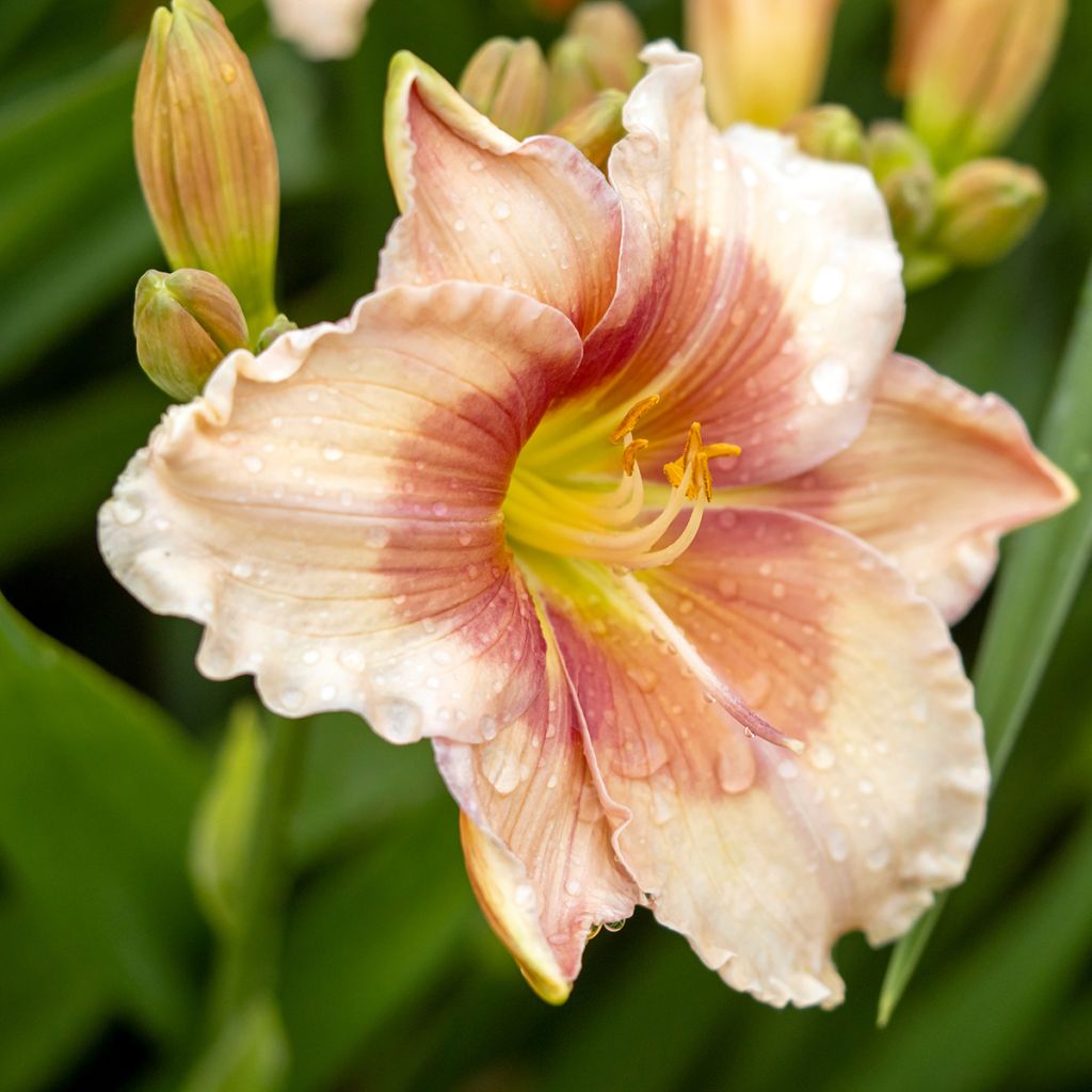 Hemerocallis Janice Brown - Daglelie