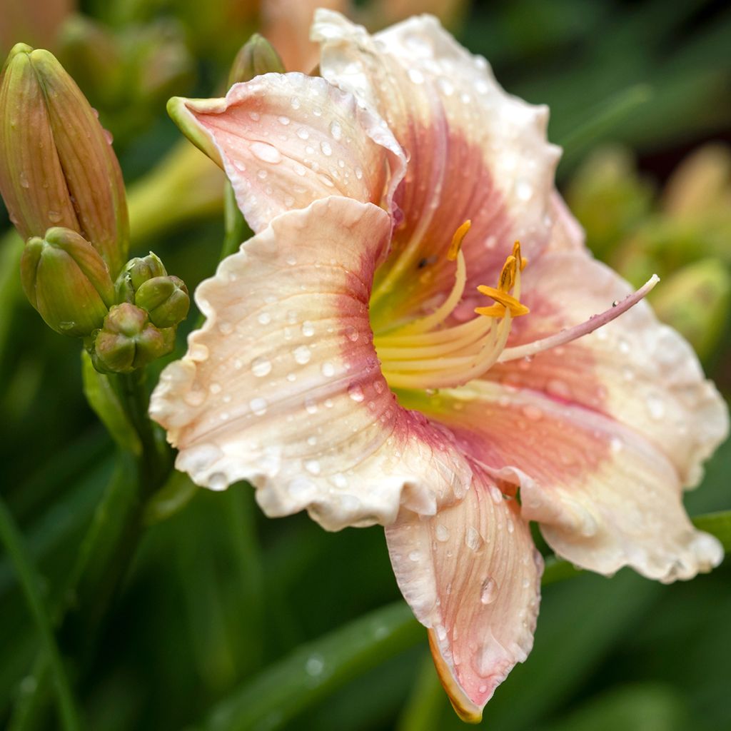 Hemerocallis Janice Brown - Daglelie