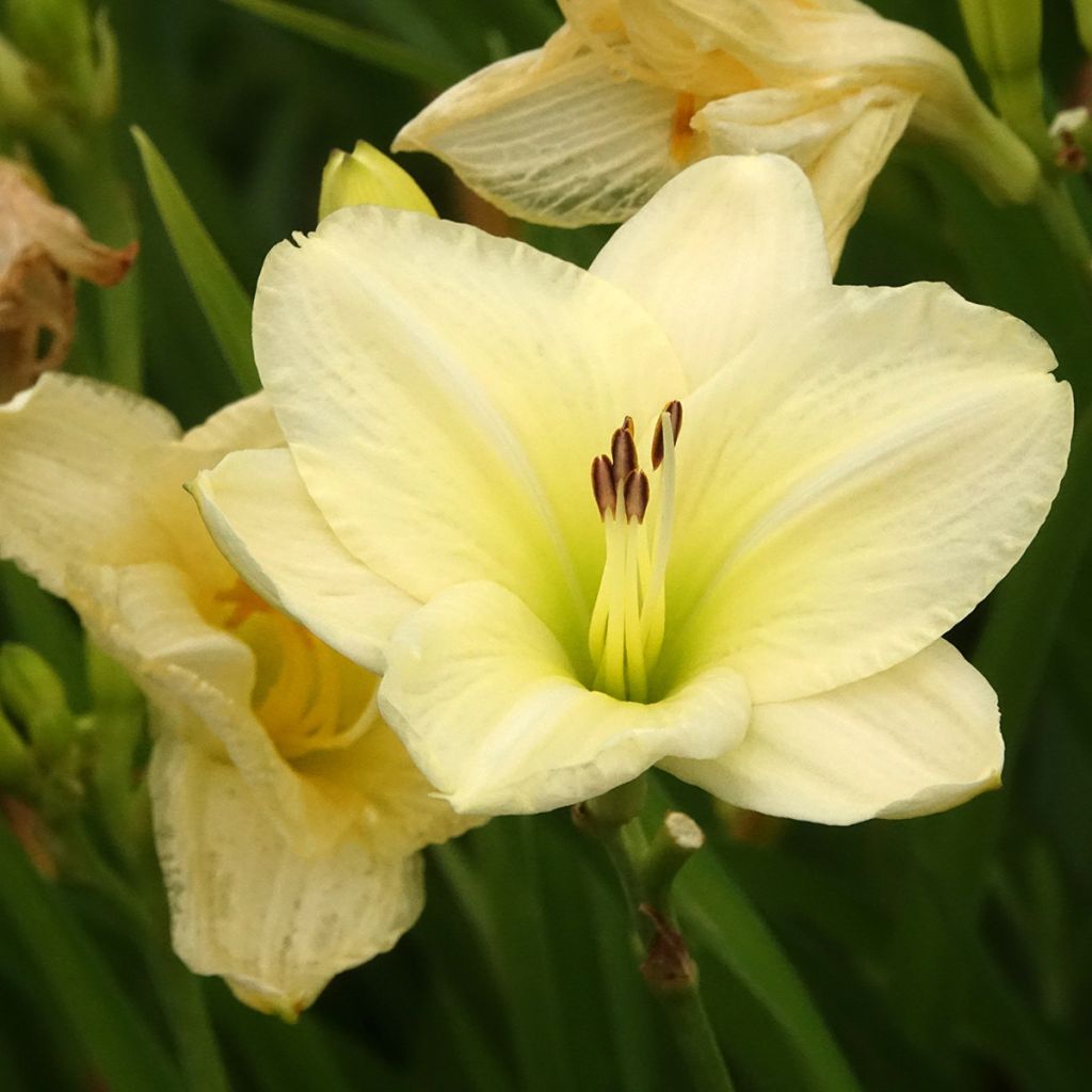 Hemerocallis Joan Senior - Daglelie