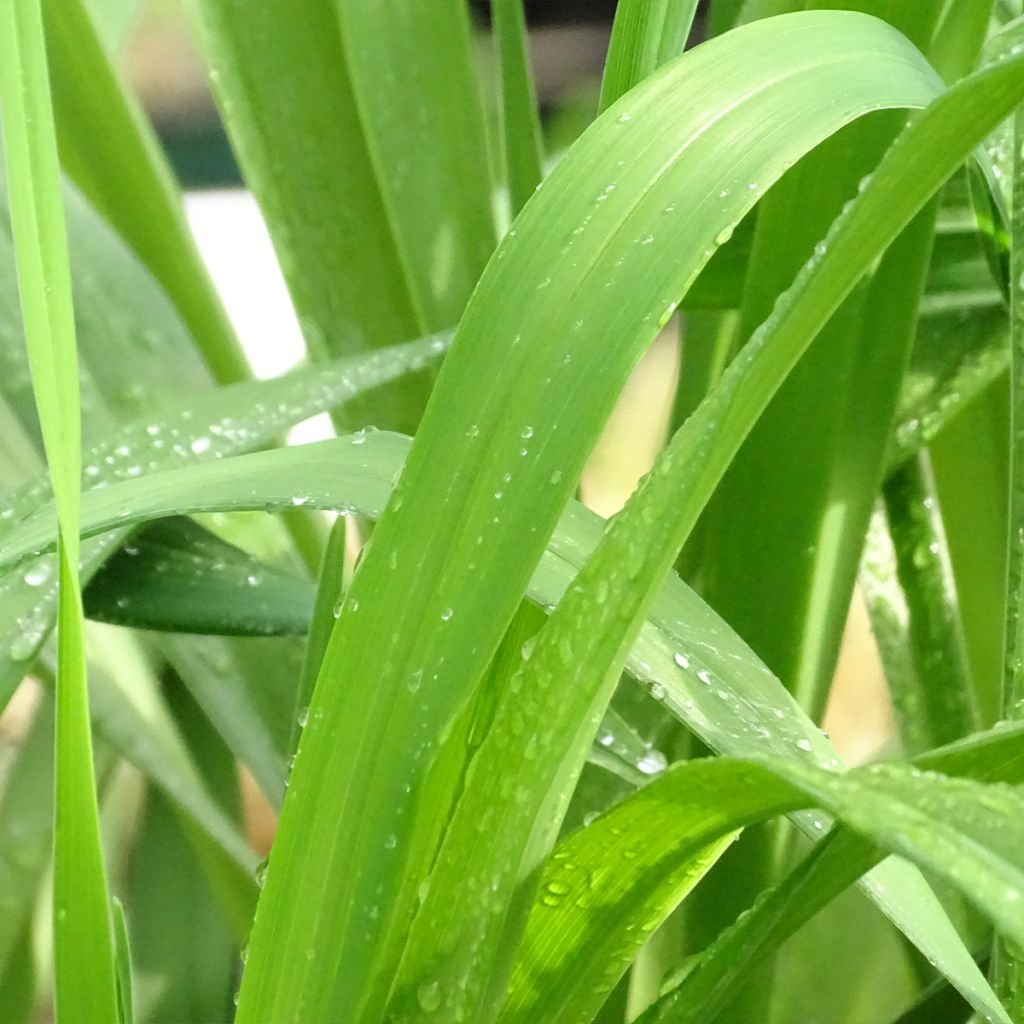 Hemerocallis Jolly Hearts - Daglelie