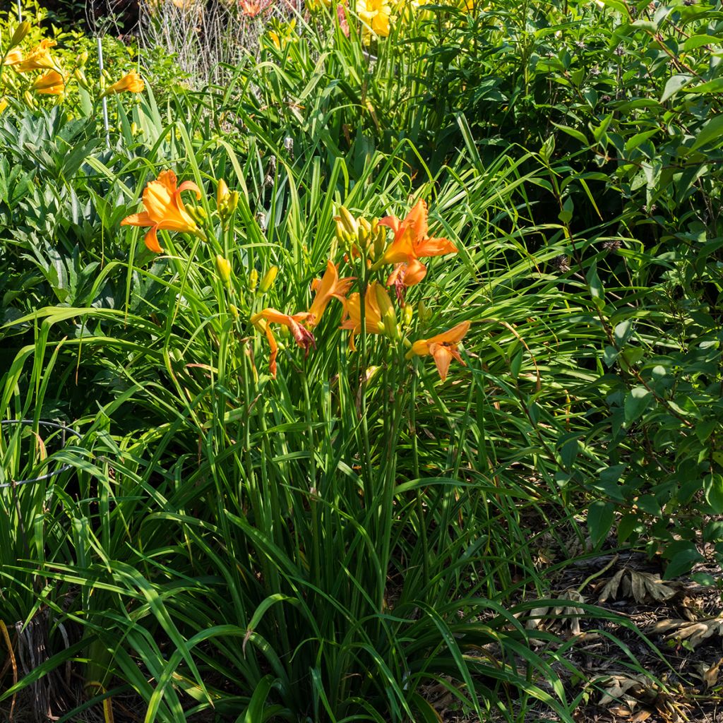 Hemerocallis Mauna Loa - Daglelie