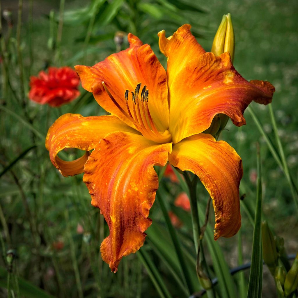 Hemerocallis Mauna Loa - Daglelie