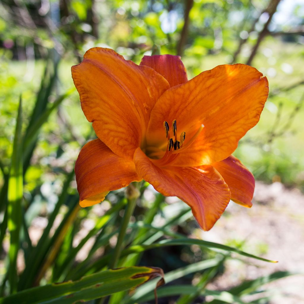 Hemerocallis Mauna Loa - Daglelie