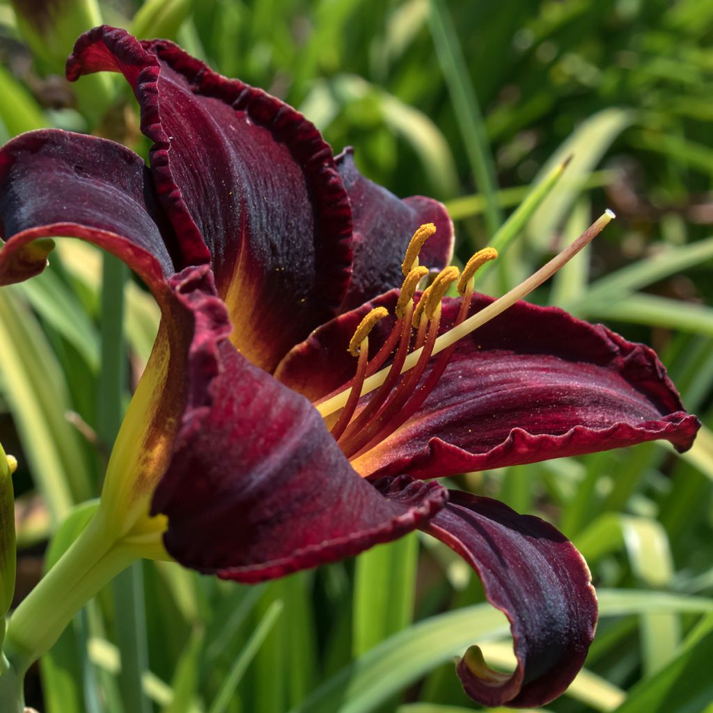 Hemerocallis Midnight Magic - Daglelie