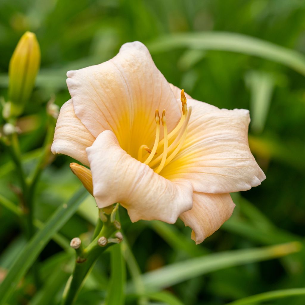Hemerocallis Mini Pearl - Daglelie