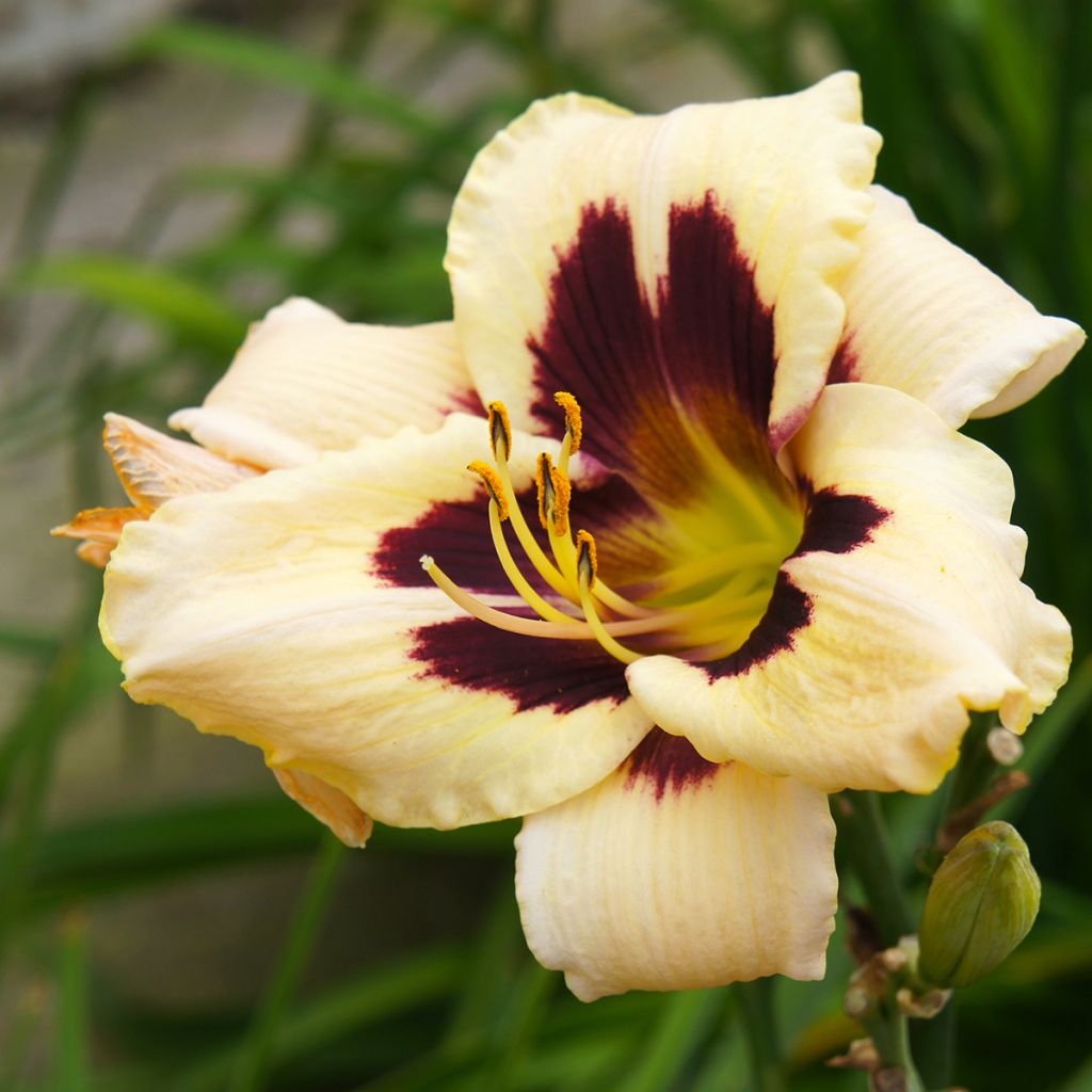 Hemerocallis Moonlight Masquerade - Daglelie