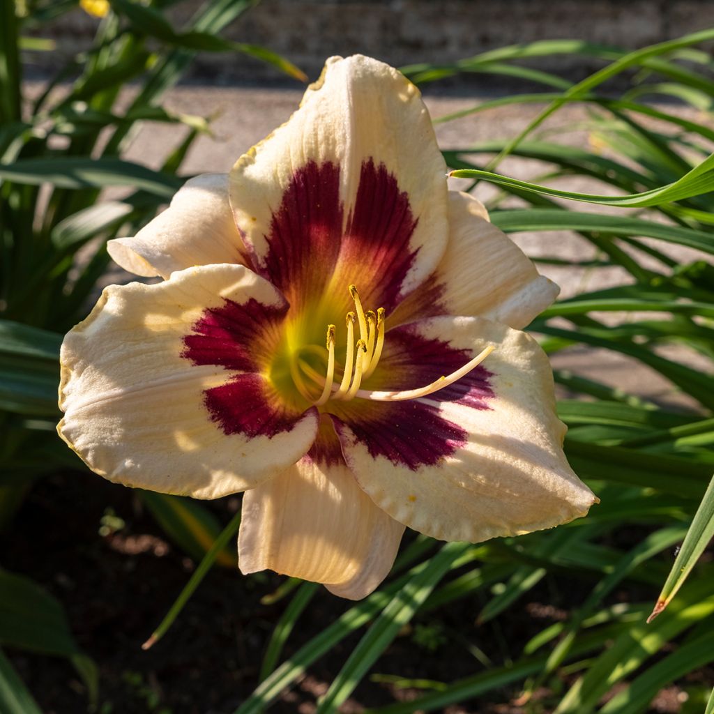 Hemerocallis Moonlight Masquerade - Daglelie