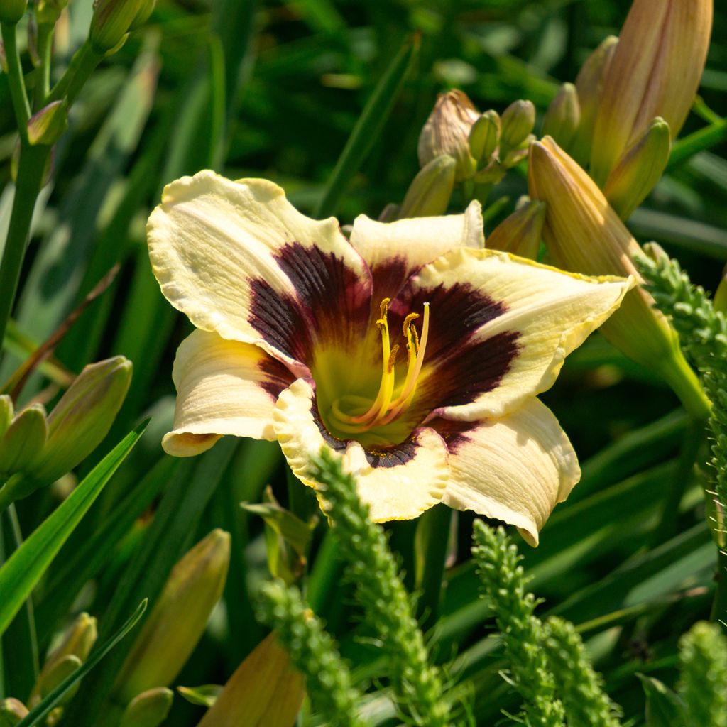 Hemerocallis Moonlight Masquerade - Daglelie