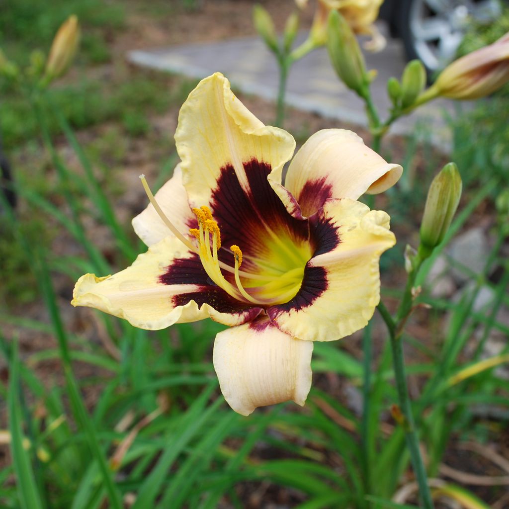 Hemerocallis Moonlight Masquerade - Daglelie