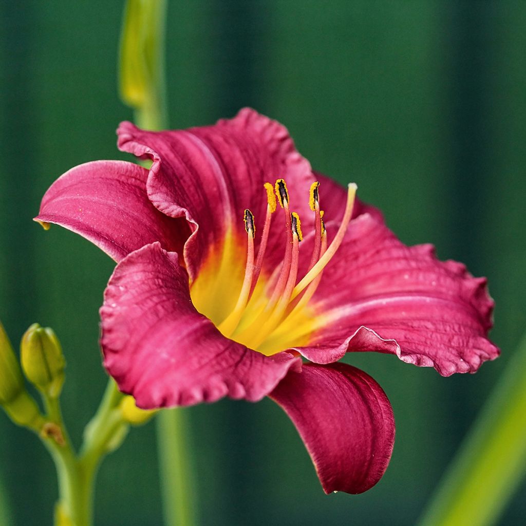 Hemerocallis Pardon Me - Daglelie