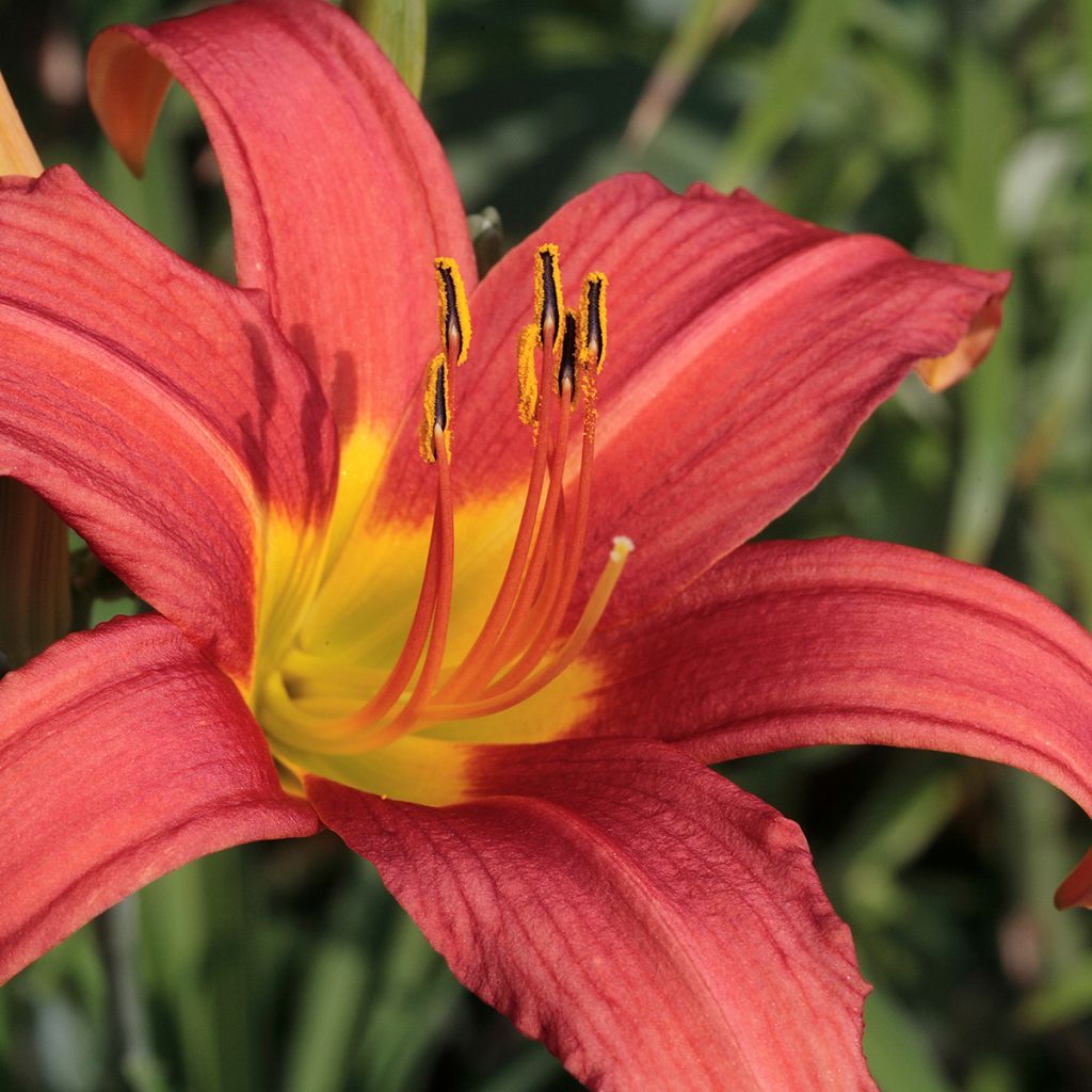 Hemerocallis Pink Damask - Daglelie