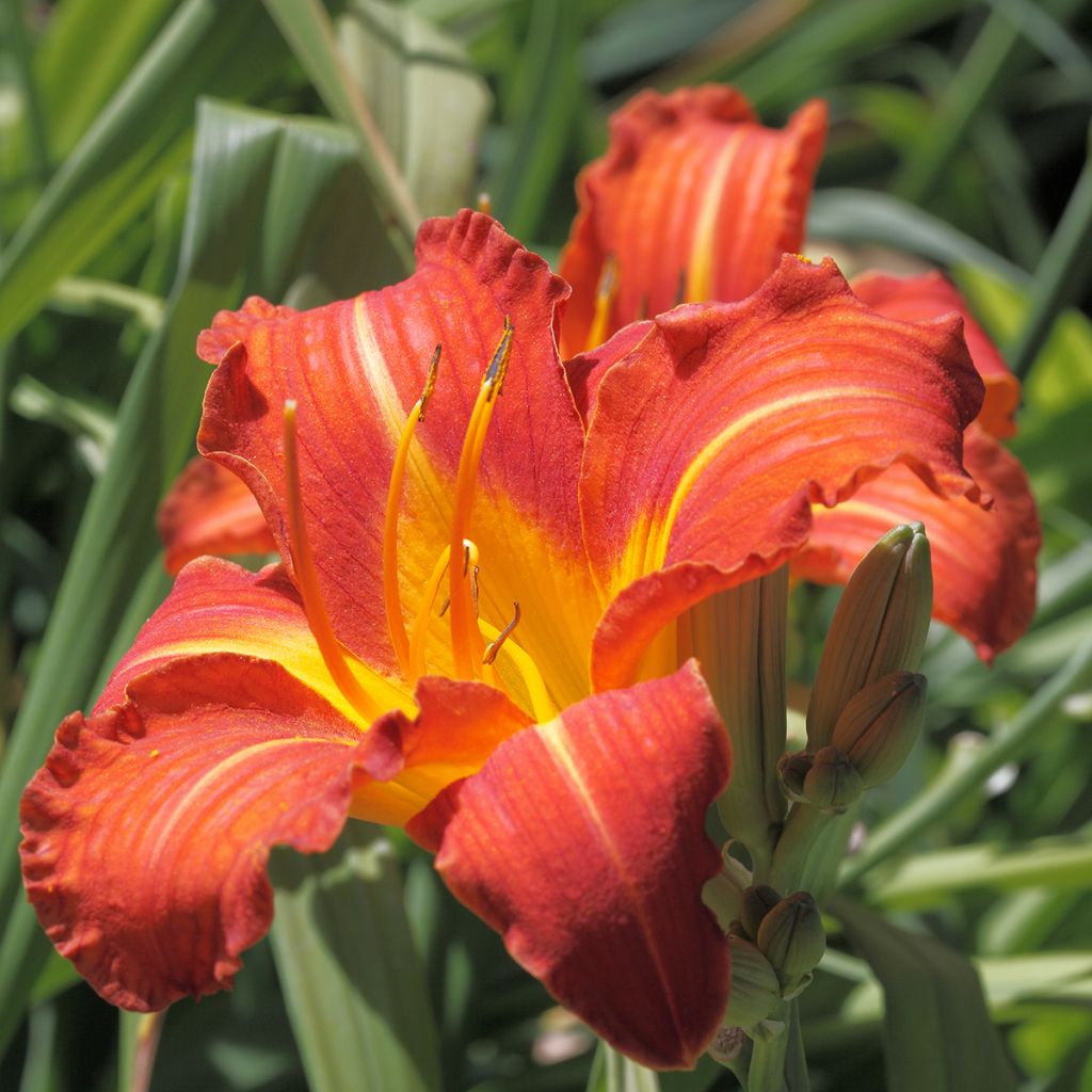 Hemerocallis Red Rum - Daglelie