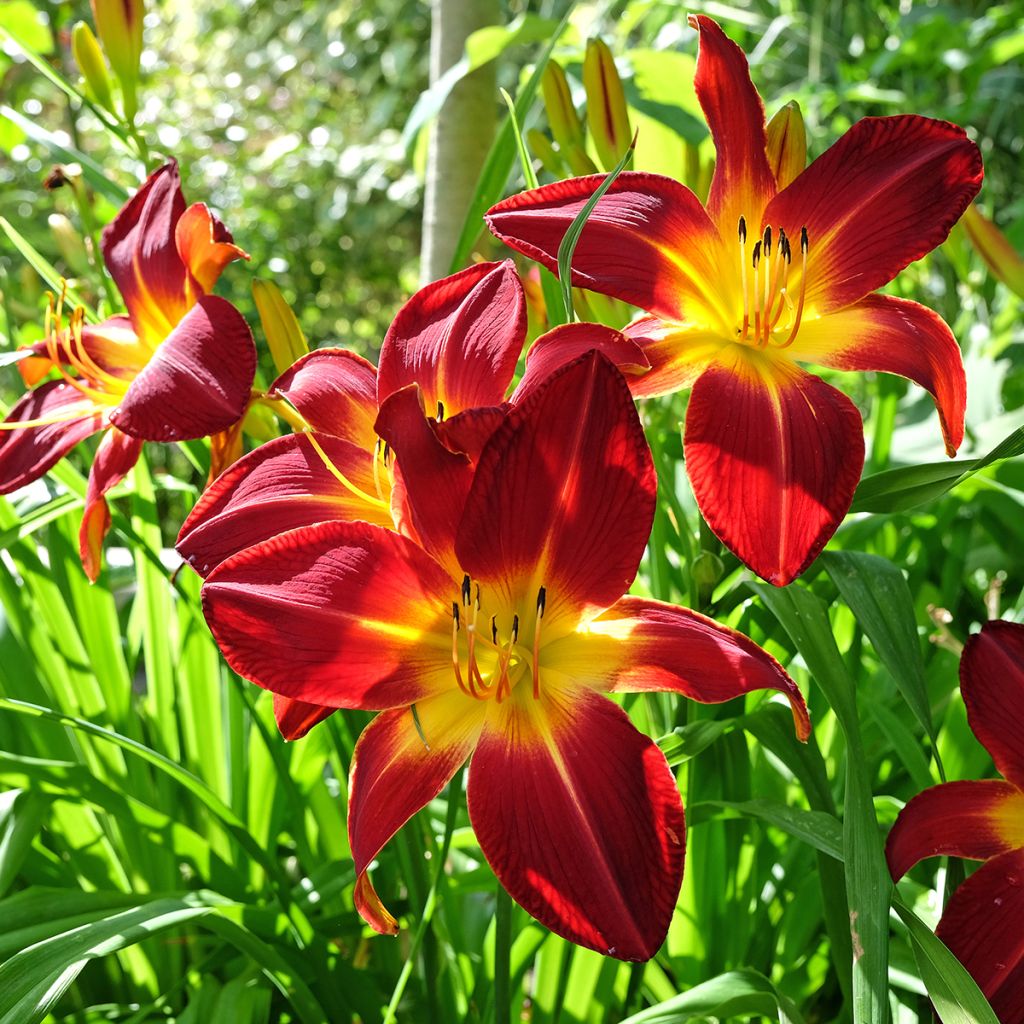 Hemerocallis Ruby Spider - Daglelie