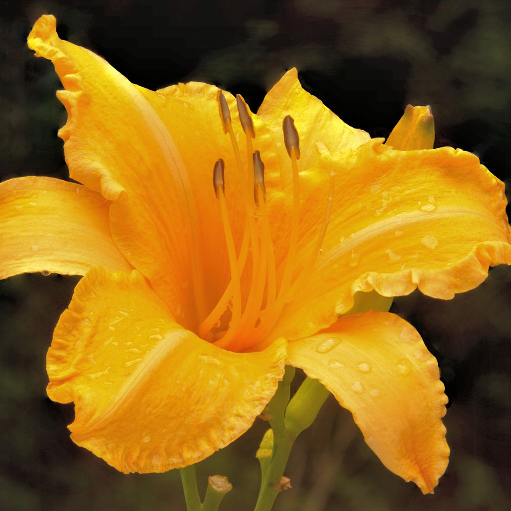 Hemerocallis Ruffled Apricot - Daglelie