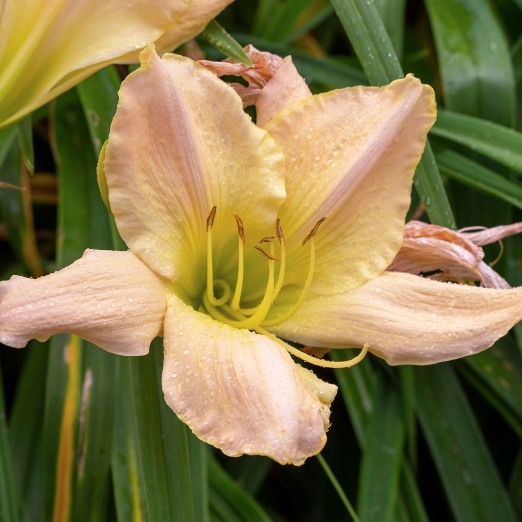 Hemerocallis Snowy Apparition - Daglelie