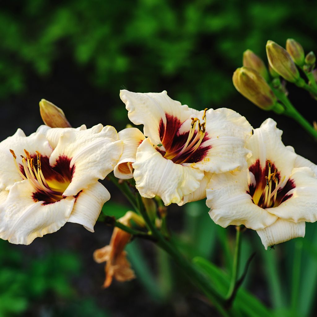 Hemerocallis Snowy Eyes - Daglelie