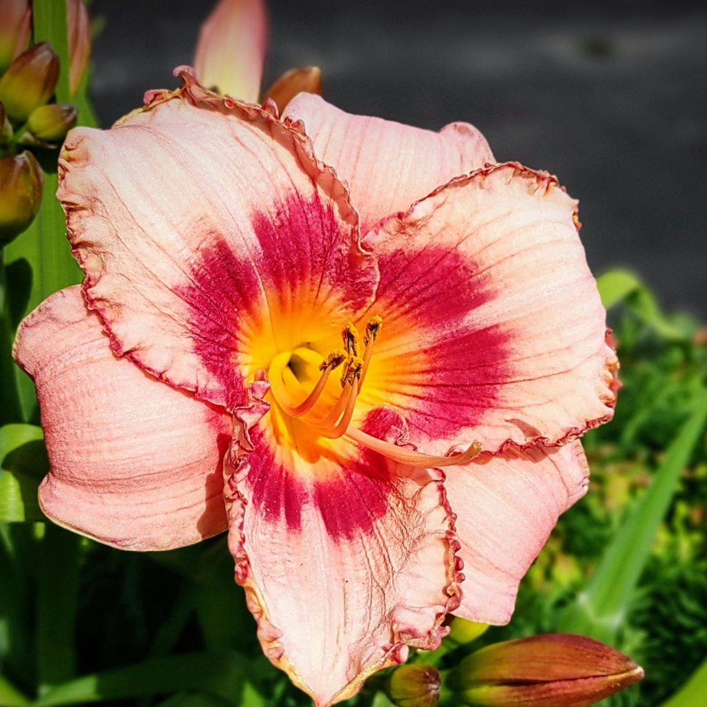 Hemerocallis Strawberry Candy - Daglelie