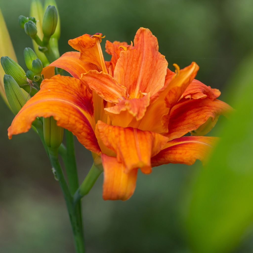Hemerocallis fulva Flore Pleno - Bruine daglelie