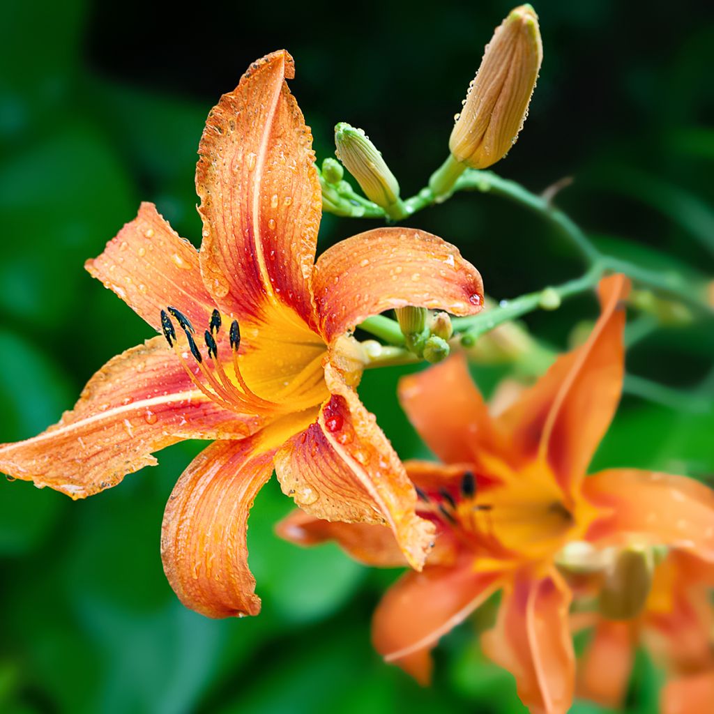 Hemerocallis fulva - Bruine daglelie