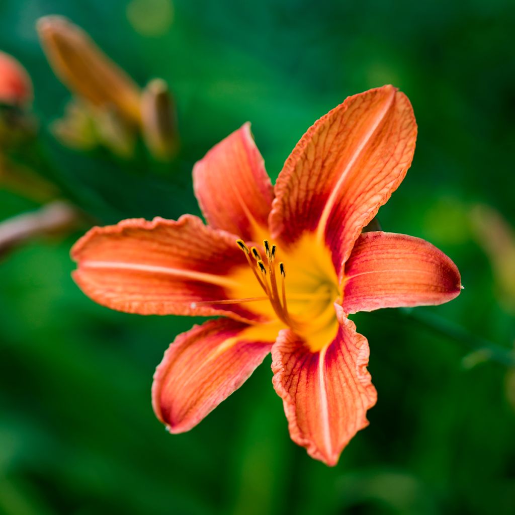 Hemerocallis fulva - Bruine daglelie