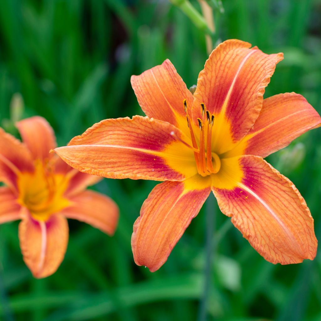 Hemerocallis fulva - Bruine daglelie