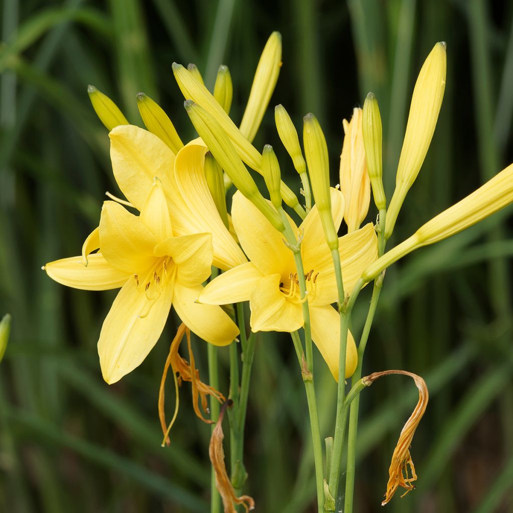 Hemerocallis lilioasphodelus - Gele daglelie