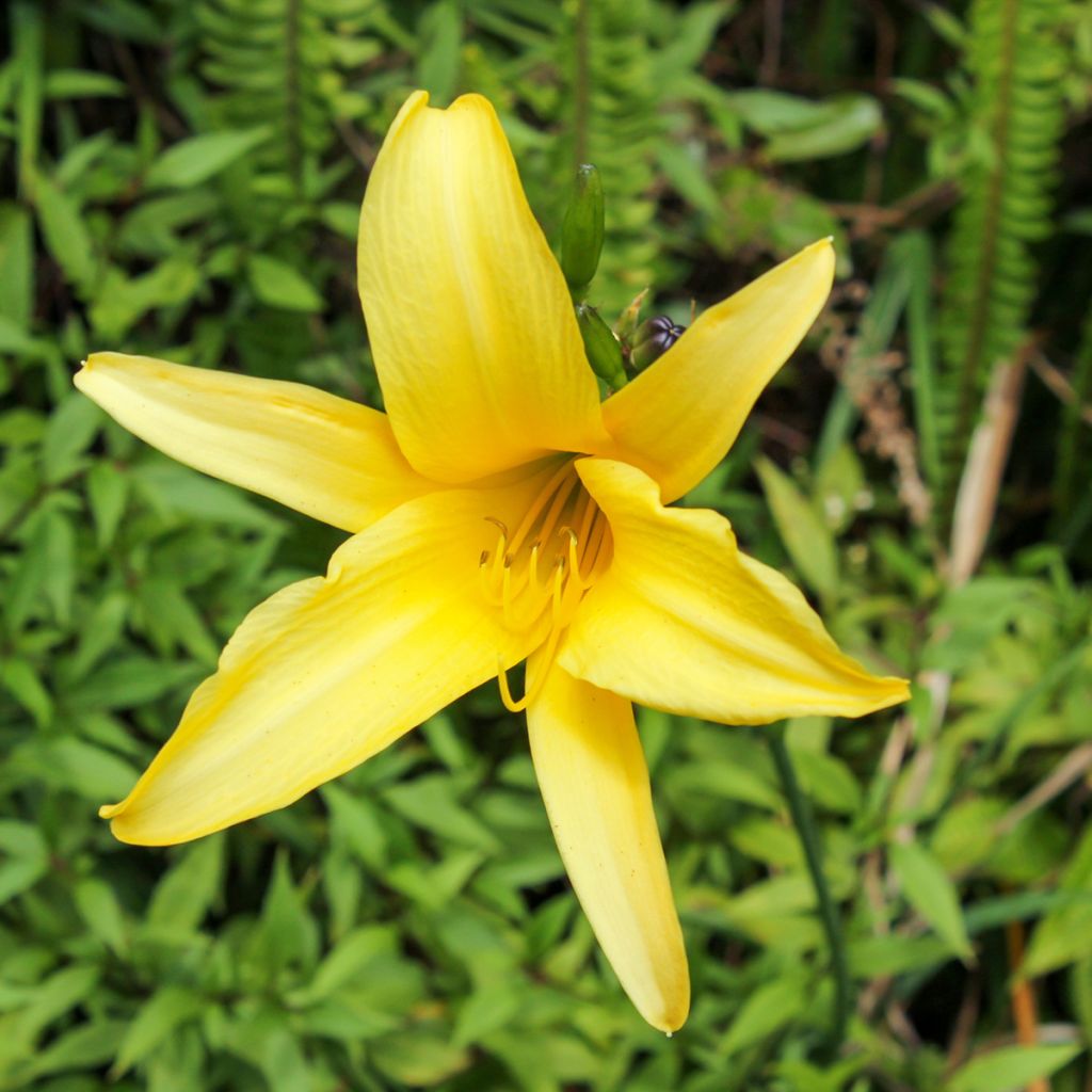 Hemerocallis lilioasphodelus - Gele daglelie