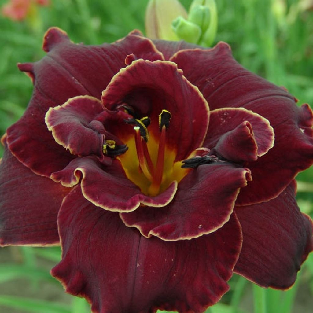 Hemerocallis Night Embers - Daglelie