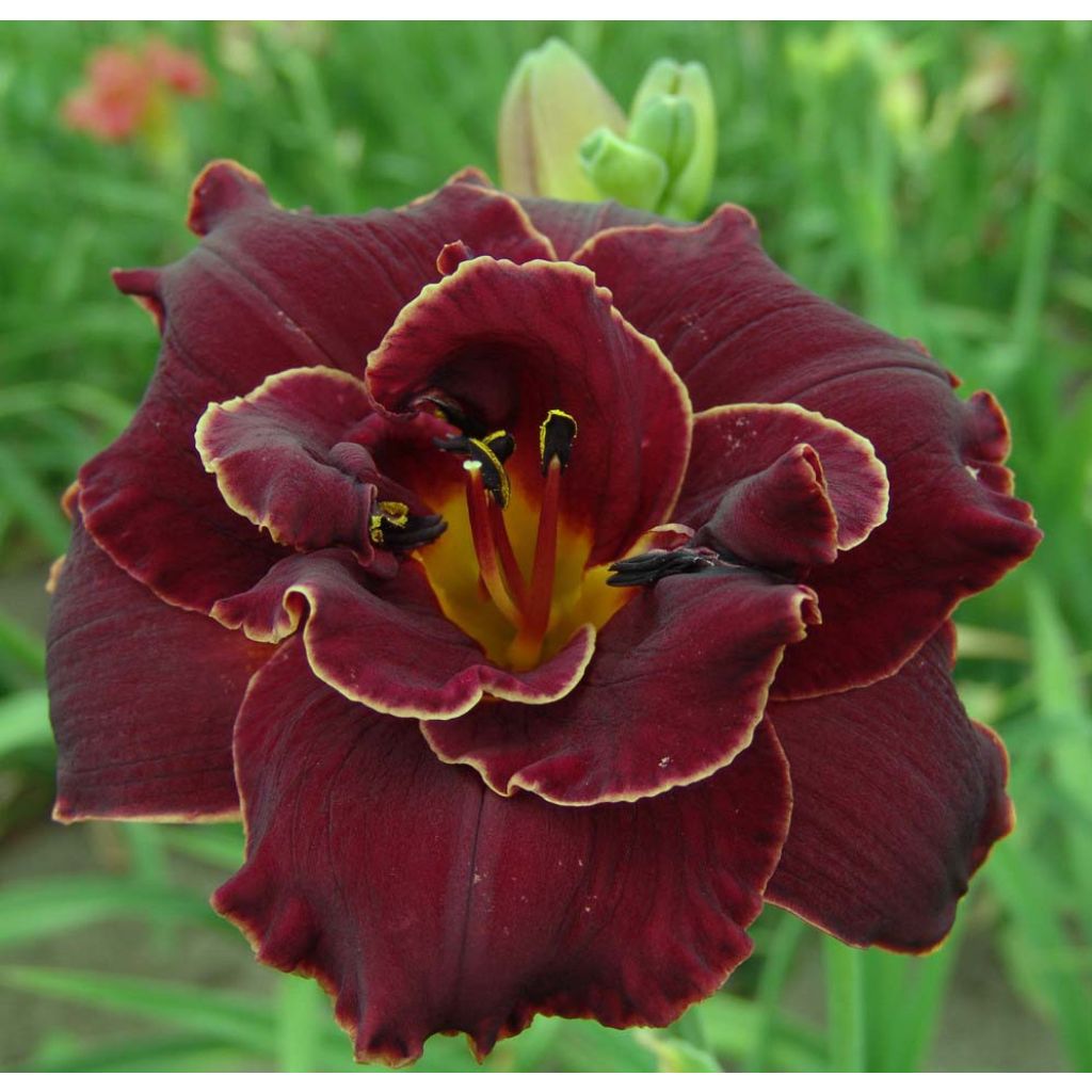 Hemerocallis Night Embers - Daglelie