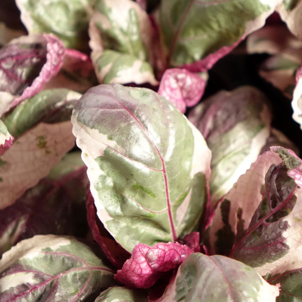 Hemigraphis Snow White - Paarse wafelplant