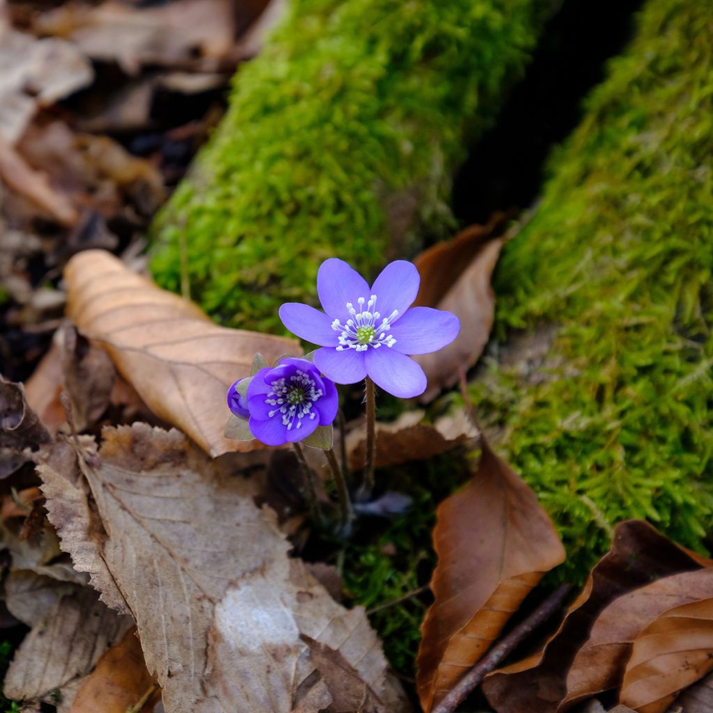 Hepatica nobilis - Leverbloempje