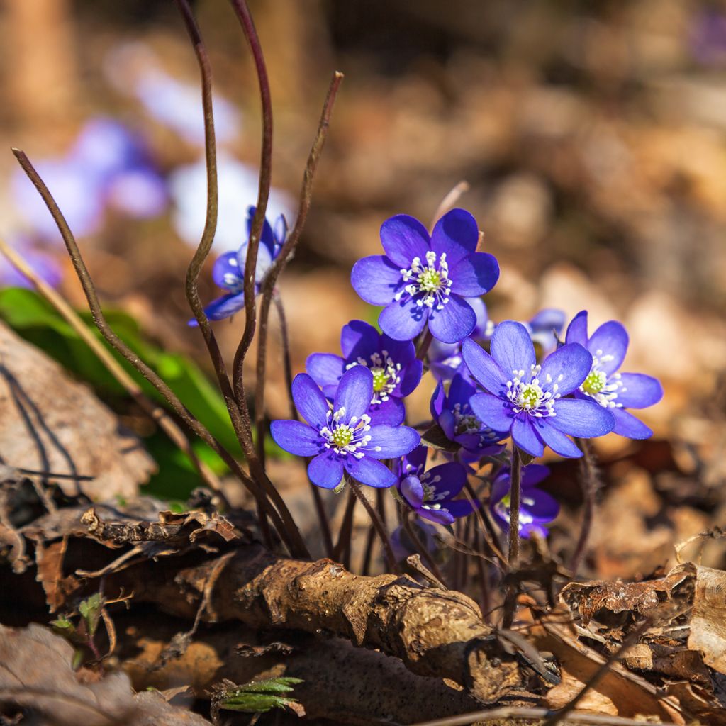 Hepatica nobilis - Leverbloempje