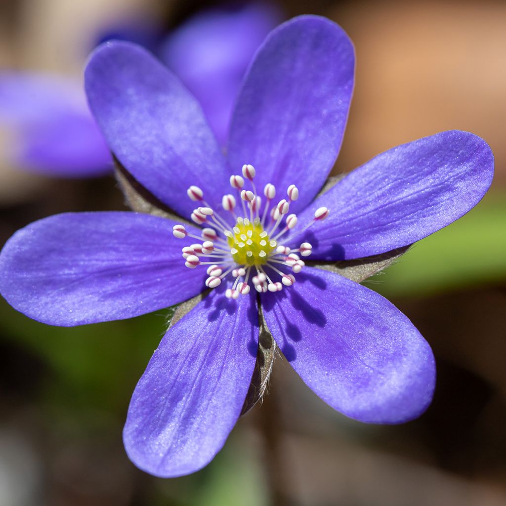 Hepatica nobilis - Leverbloempje