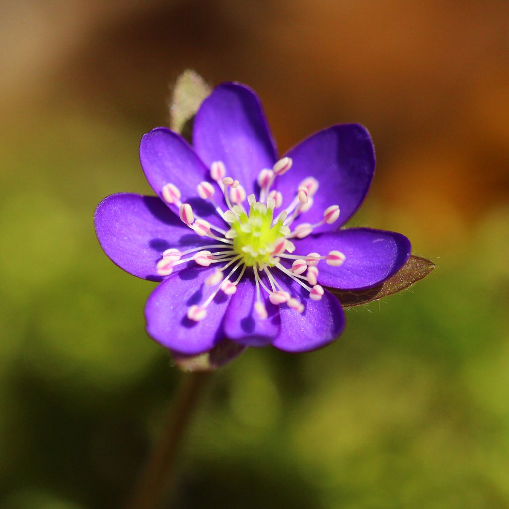 Hepatica nobilis Purple Forest - Leverbloempje