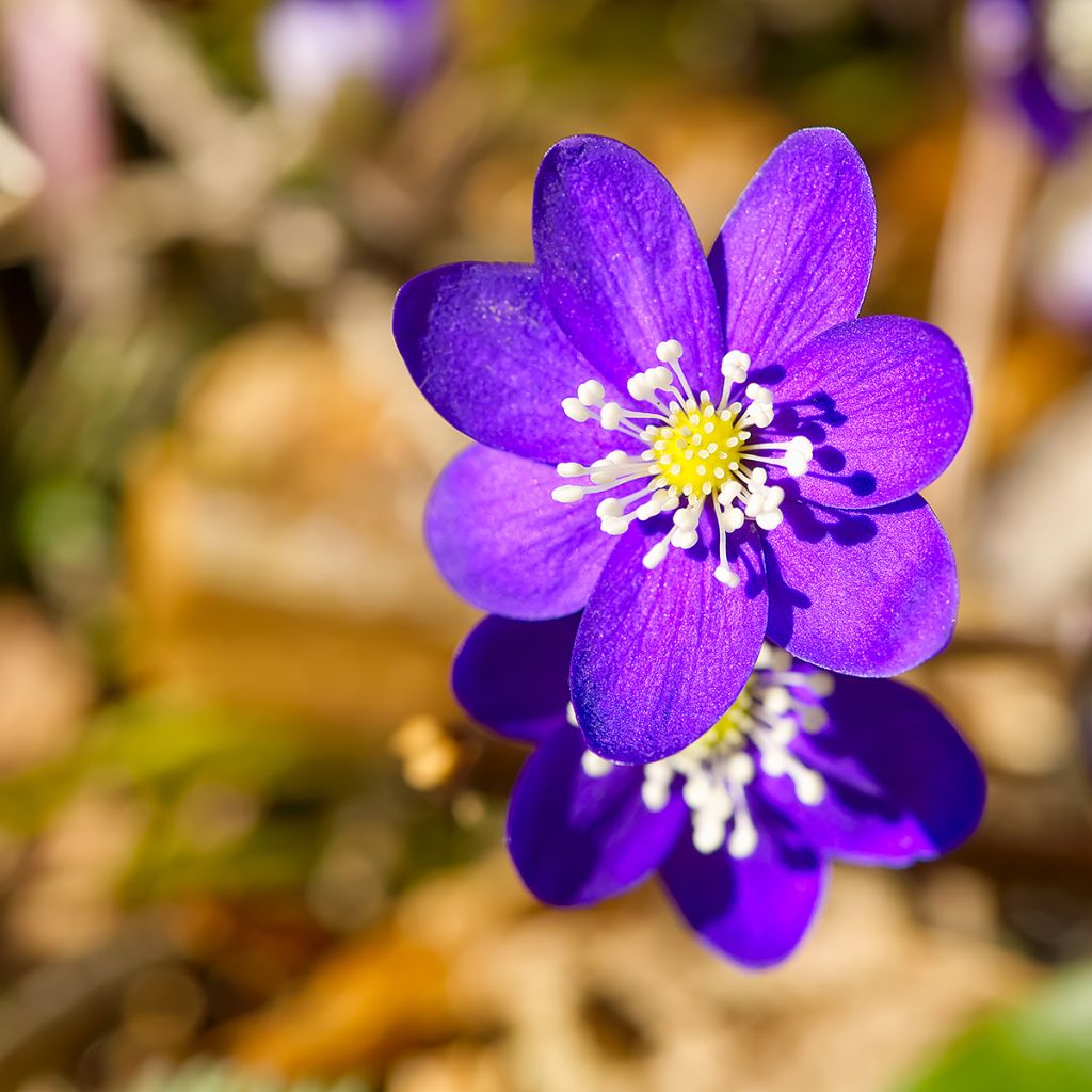 Hepatica nobilis Purple Forest - Leverbloempje