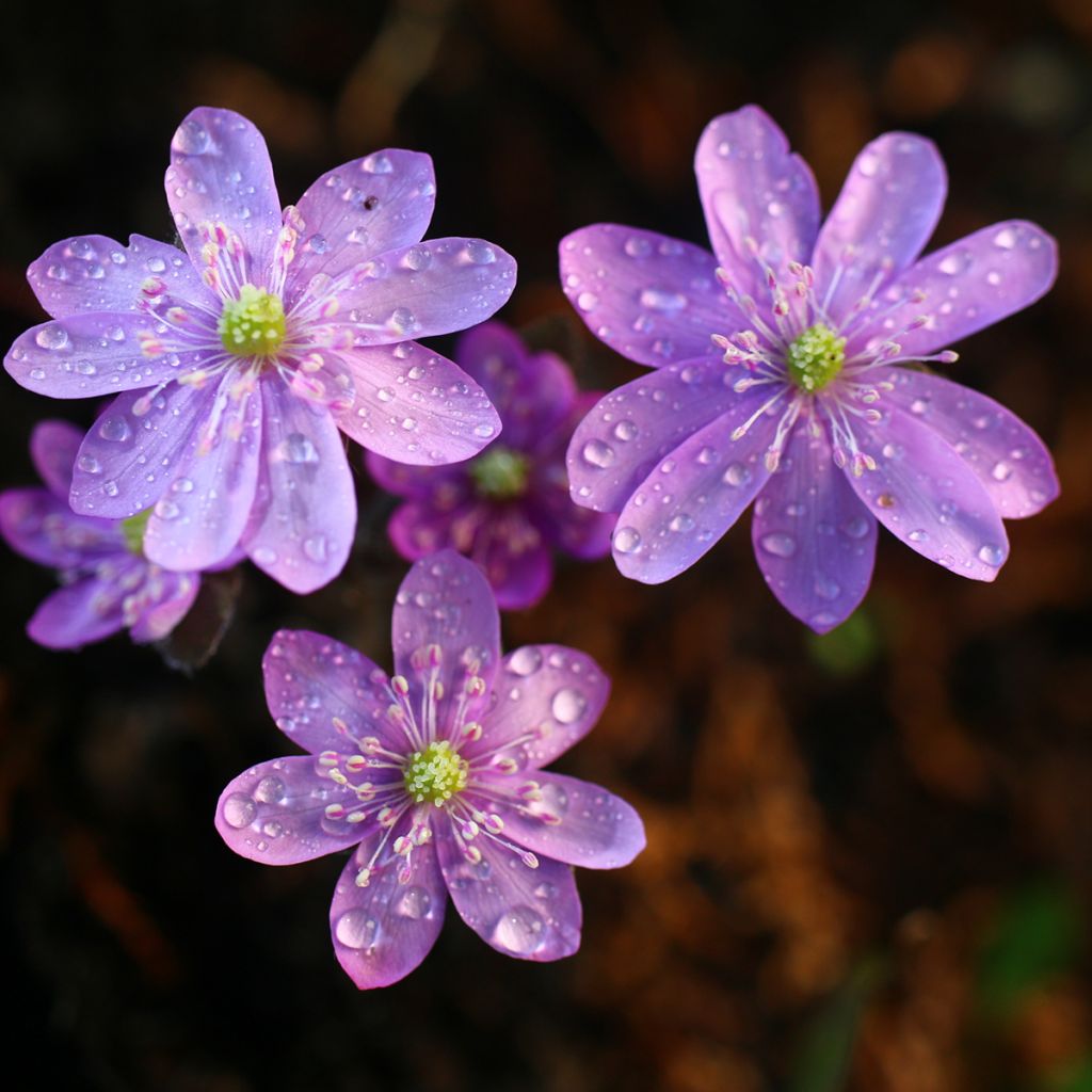 Hepatica nobilis Rosea - Leverbloempje