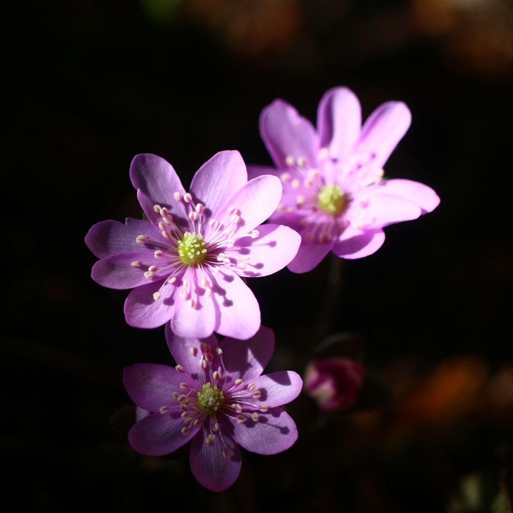 Hepatica nobilis Rosea - Leverbloempje