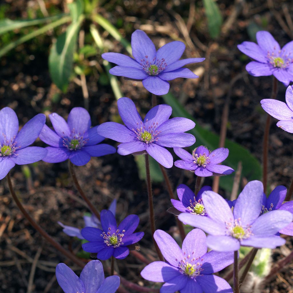 Hepatica transsilvanica De Buis - Leverbloempje