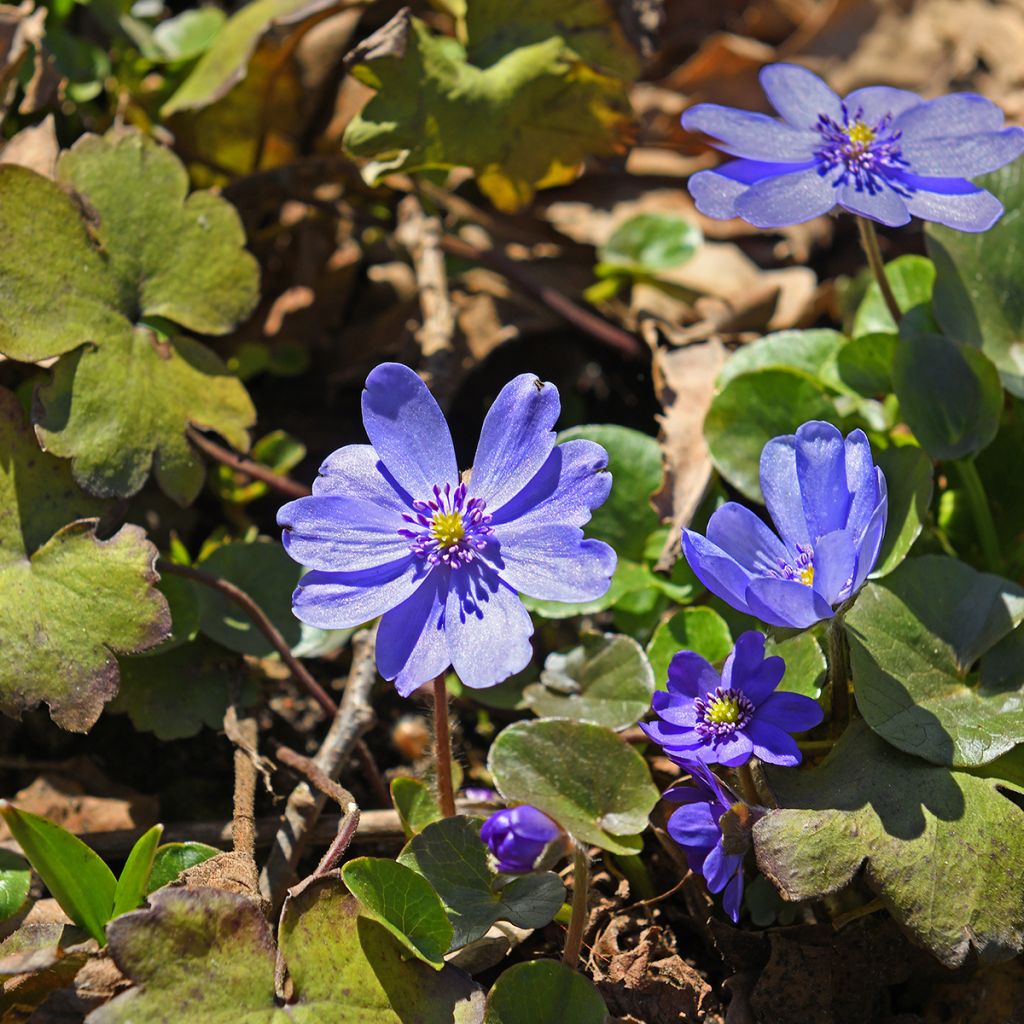Hepatica transsilvanica De Buis - Leverbloempje
