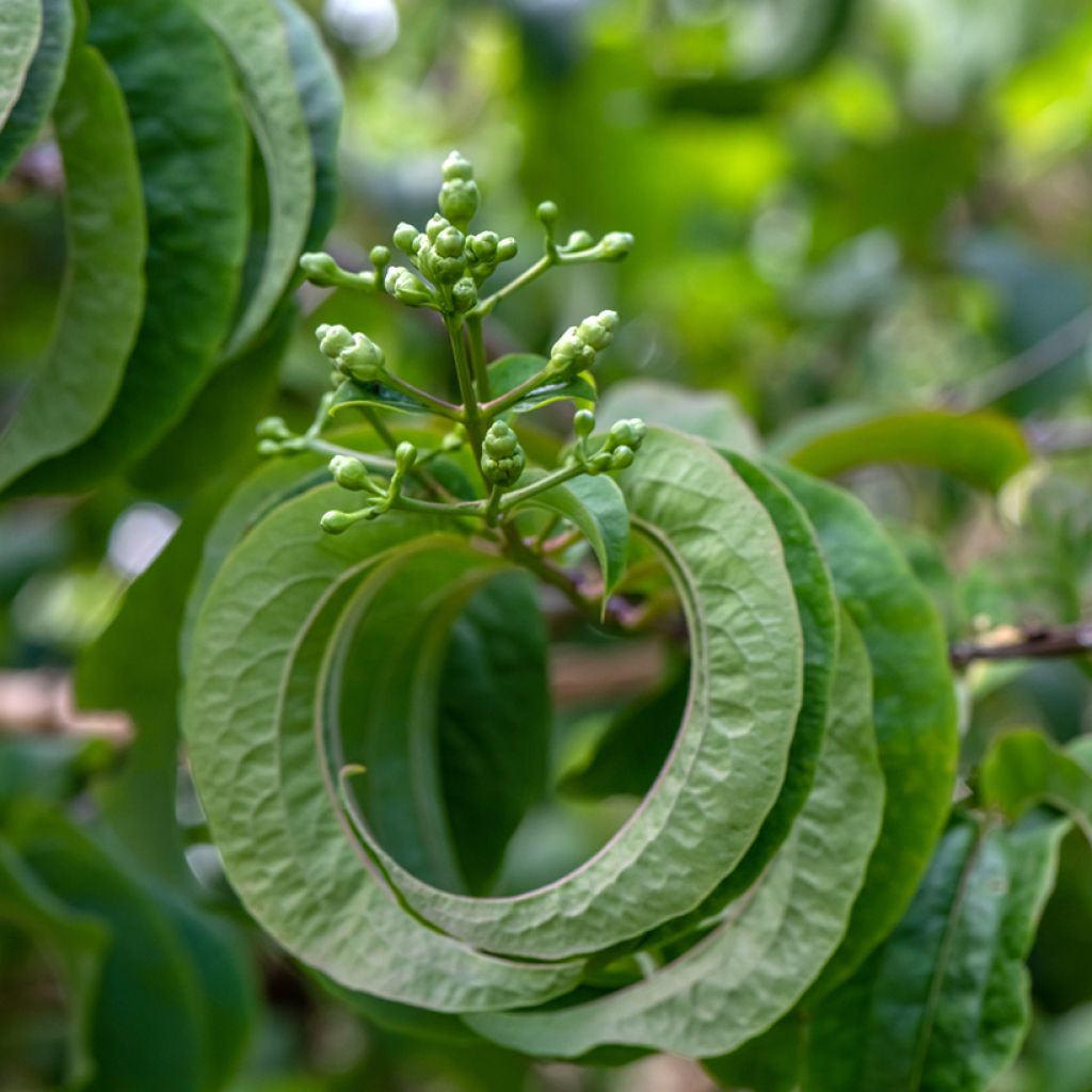 Heptacodium miconioides Temple of Bloom - Zevenzonenboom