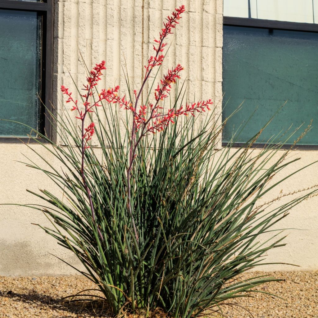 Hesperaloe parviflora Arizona Sunrise - Rode yucca