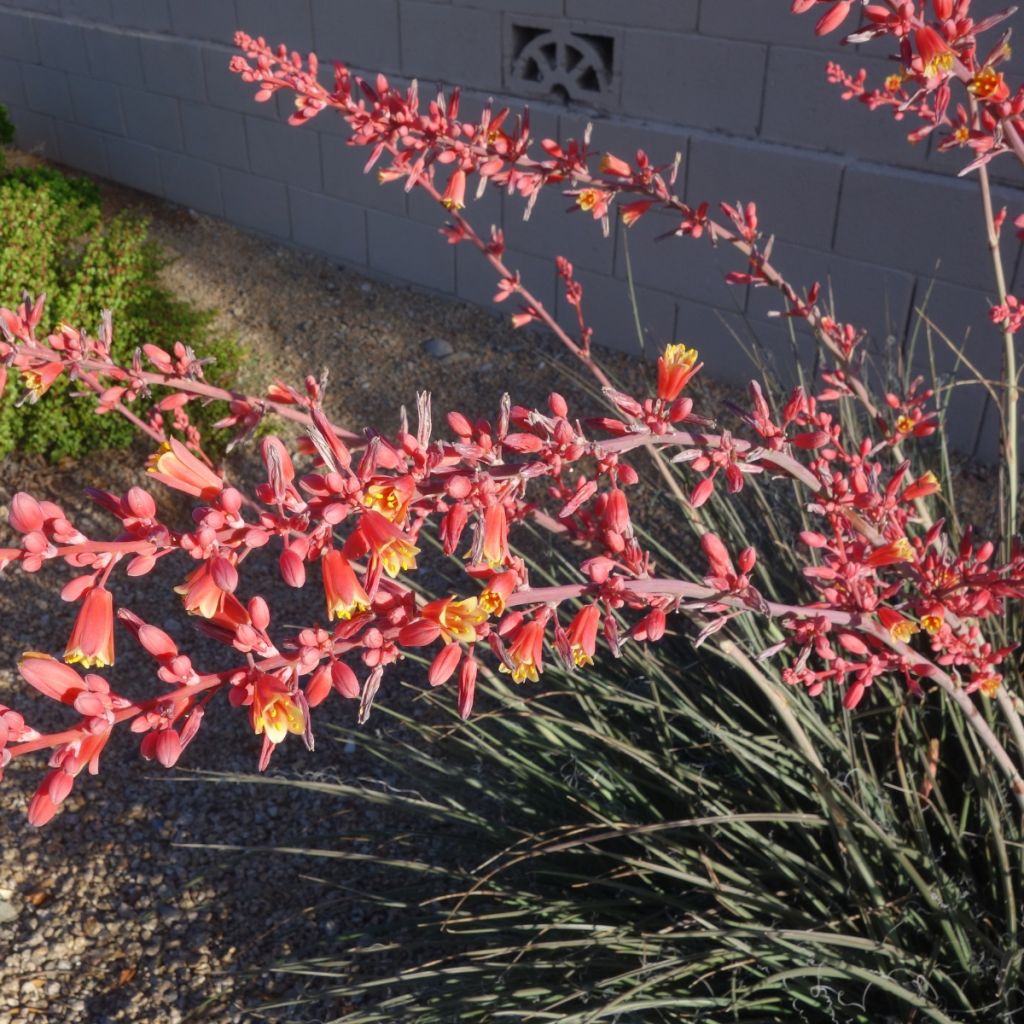 Hesperaloe parviflora Arizona Sunrise - Rode yucca