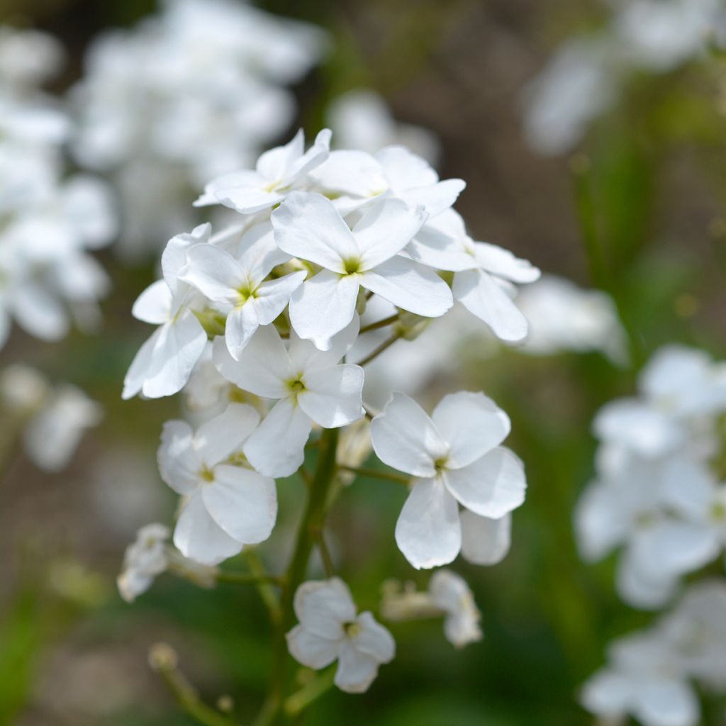 Hesperis matronalis Alba - Damastbloem