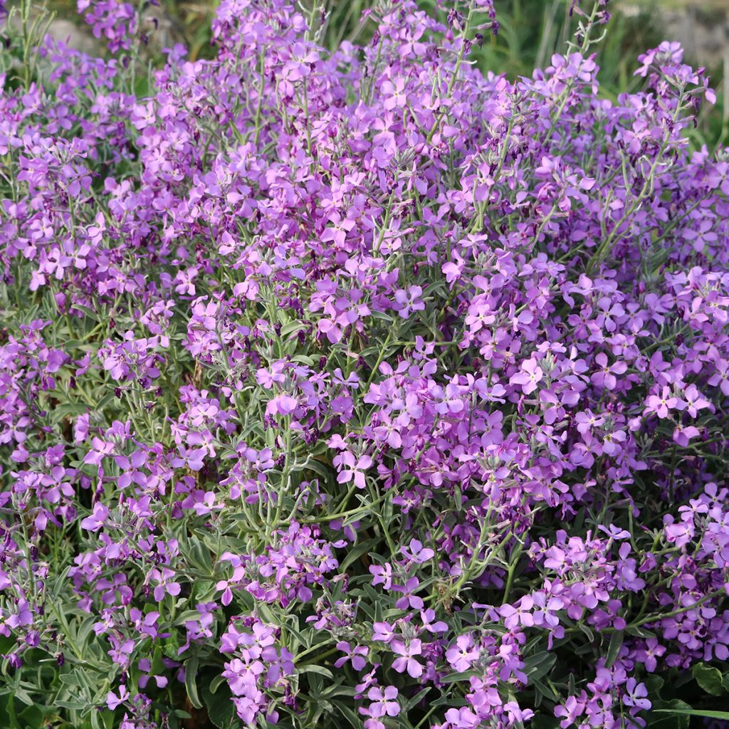 Hesperis matronalis - Damastbloem