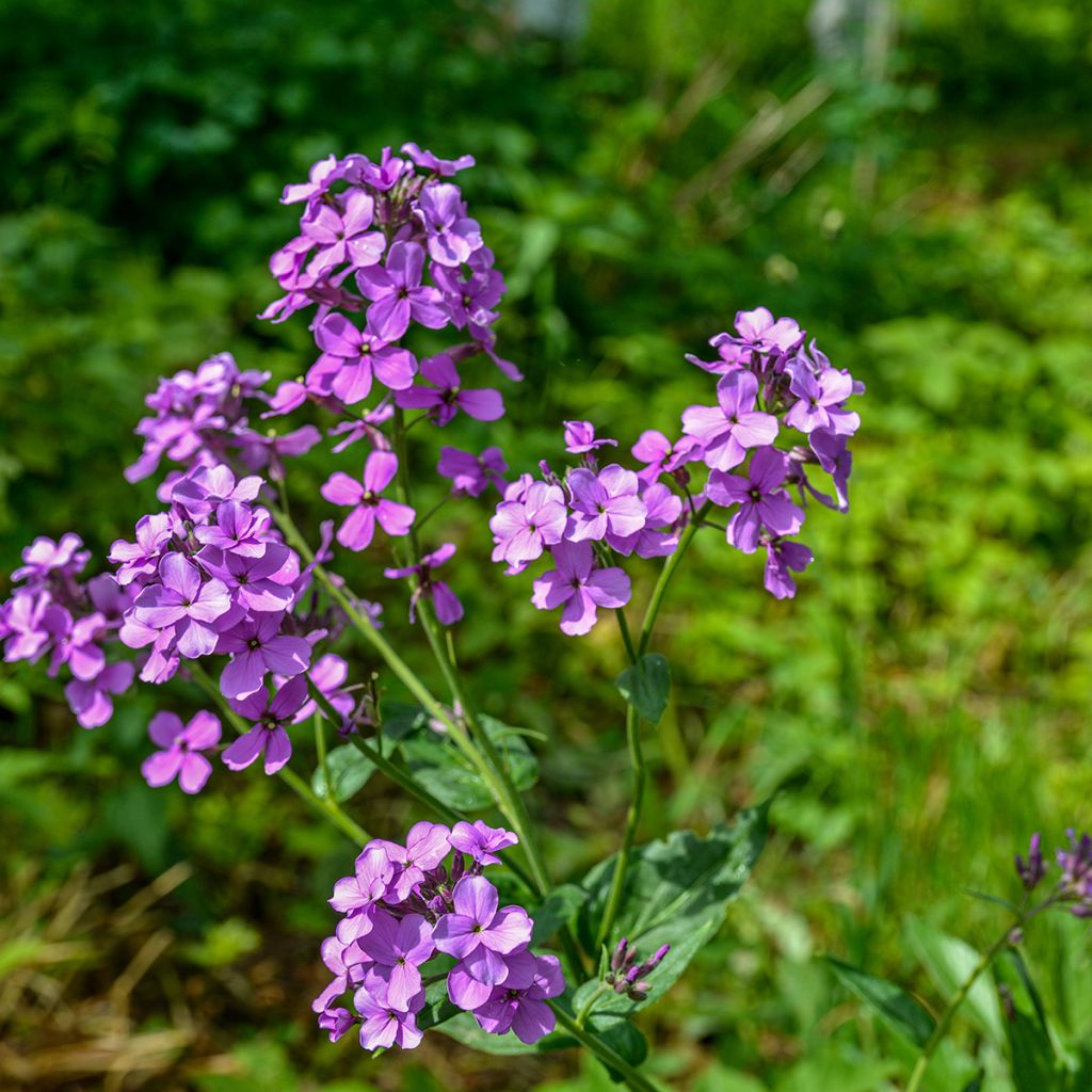 Hesperis matronalis - Damastbloem