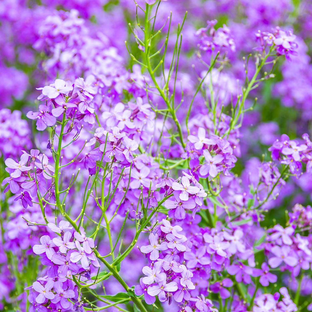 Hesperis matronalis - Damastbloem