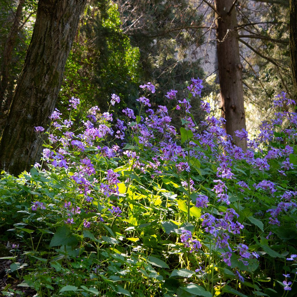 Hesperis matronalis - Damastbloem
