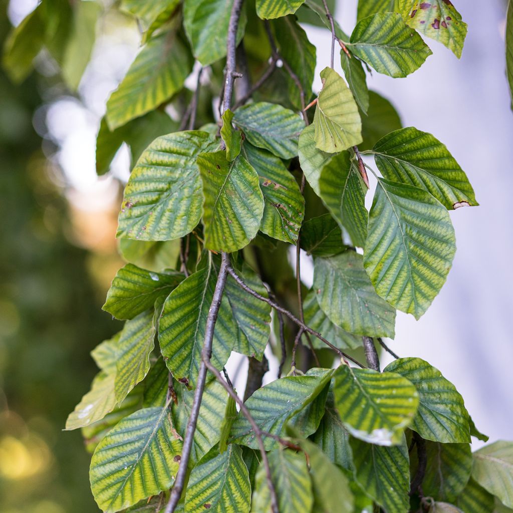 Fagus sylvatica Pendula - Treurbeuk