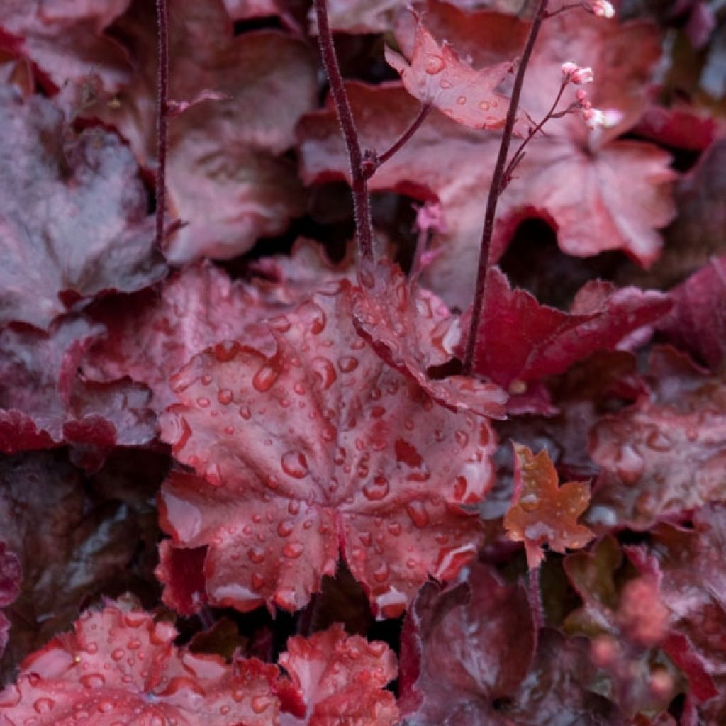 Heuchera Fire Chief - Purperklokje